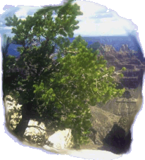 Das Bild zeigt einen Baum in einer weiten Canyon-Landschaft
