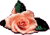 Das Bild zeigt eine Rose